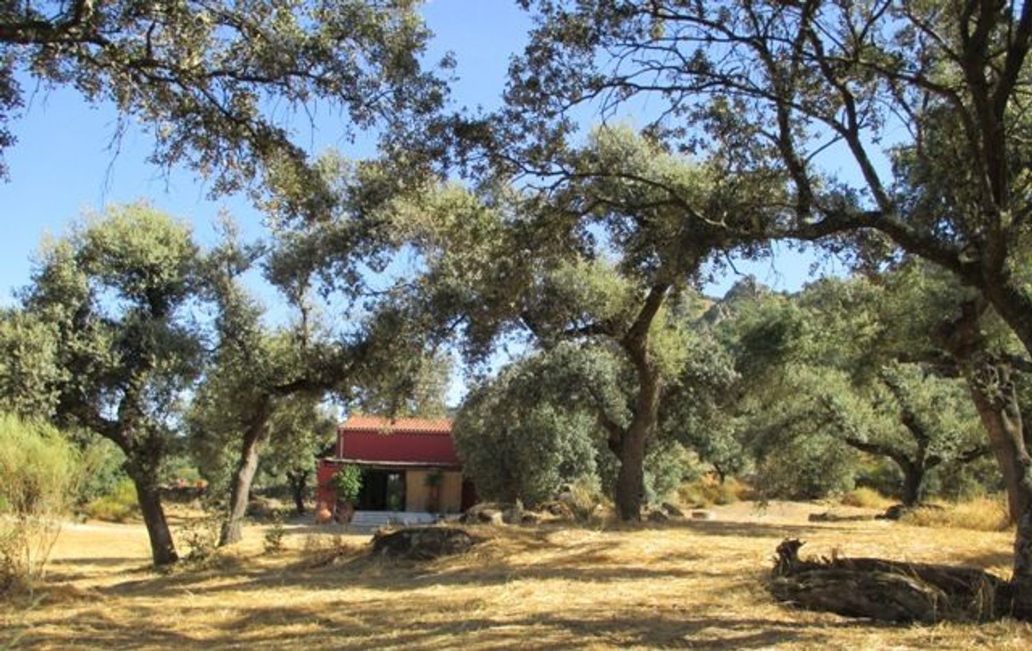 Finca rústica en Carretera Albalá del Caudillo s/n - Foto 18