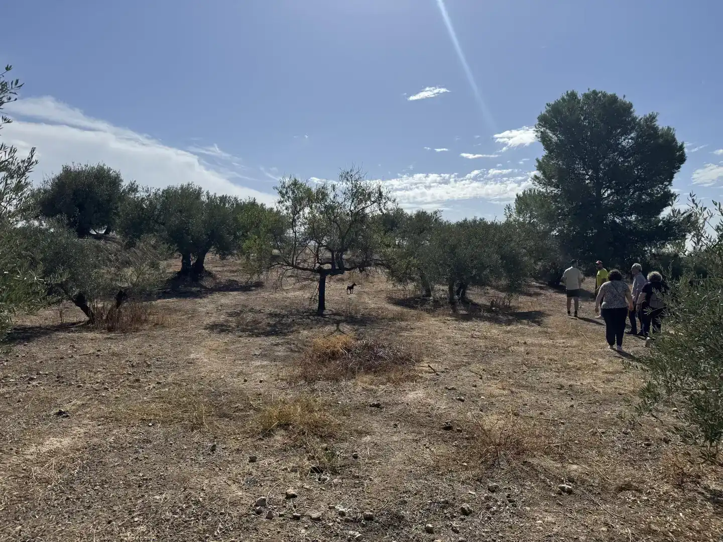 Finca rústica en  Prolongación Cañada del Tovar 34 - Foto 7