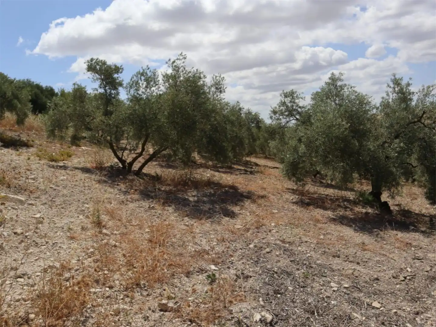 Finca rústica en  Poligono 164 464 - Foto 4