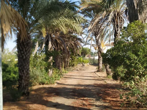 Finca rústica en Diseminados dirección a Puñanilla s/n - Foto 5