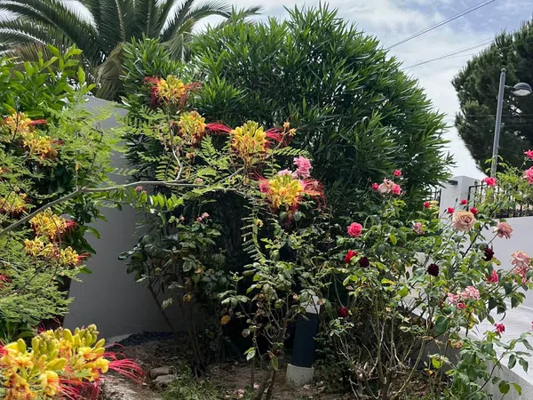 Casa independiente en Urb. bonanza Bonanza - Foto 30