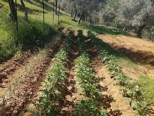 Finca rústica en Carretera de la estación, 3 km - Foto 14