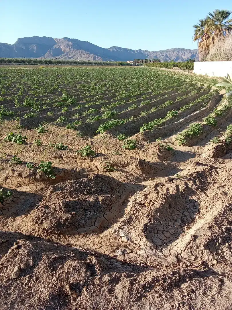 Finca rústica en  Carril de los Murcia 5 - Foto 15