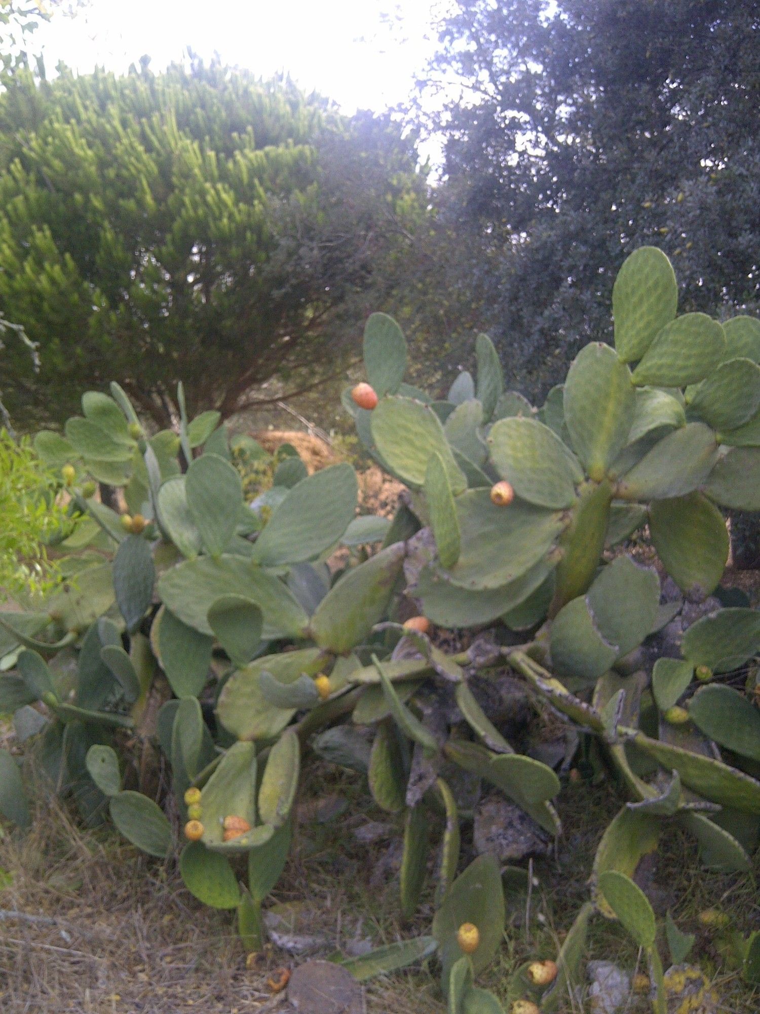Casa independiente en camino de Melilla s/n - Foto 18