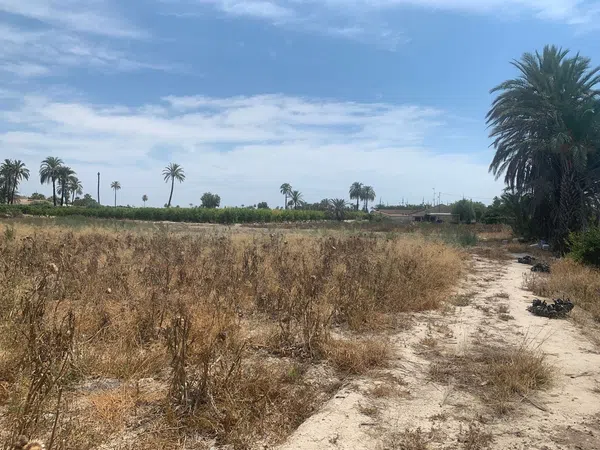 Finca rústica en Carretera de Elche a Casas del León, 30, Algoda-Matola-Llano de San José, Algoda-Matola-Llano de San José - Foto 8