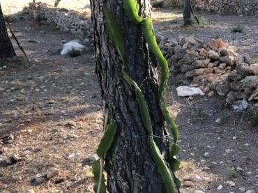 Finca rústica en  Passeig de I'Almadrava 13 - Foto 3