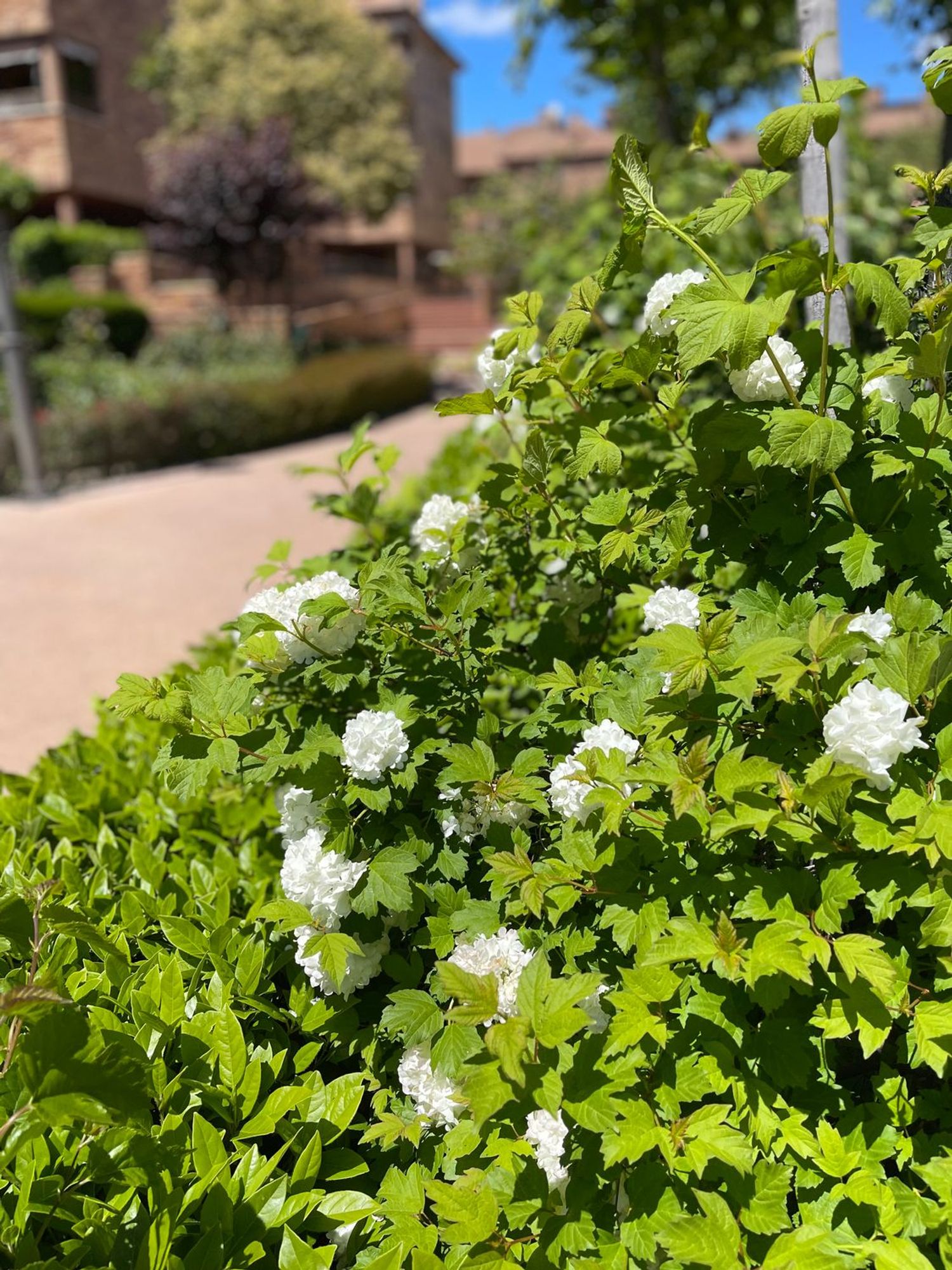 Dúplex en calle Manzano, 3 - Foto 6