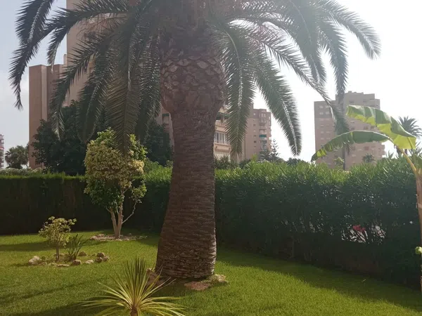 Piso en Calle Teodoro Llorente, 16, Campoamor - Foto 30