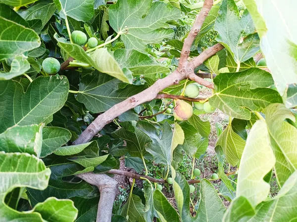 Cortijo en Calle San Sebastián, 46 - Foto 21