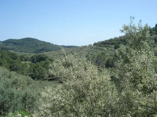 Finca rústica en Barranc Ulldellops s/n - Foto 19