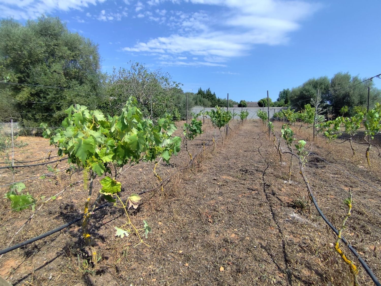 Finca rústica en Camino de Son Lluch, 314 - Foto 13