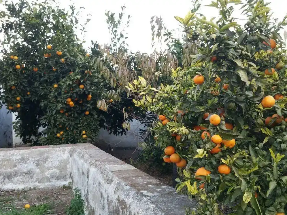 Finca rústica en  Camino de Gibralgalia 1 - Foto 3