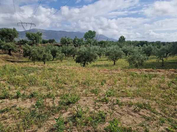 Finca rústica en Calle l'Alqueria d'Asnar, 3 - Foto 5
