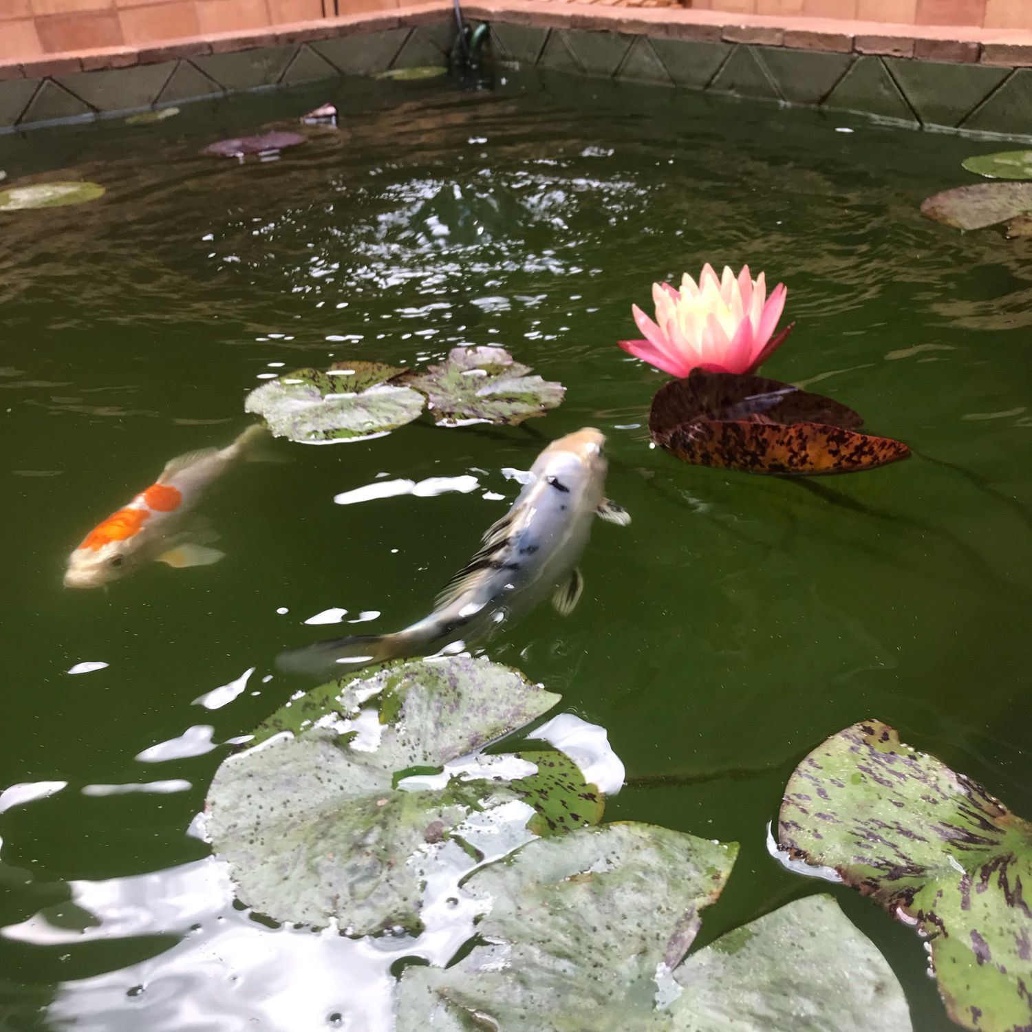 Estudio en calle del Ter, 31 - Foto 19