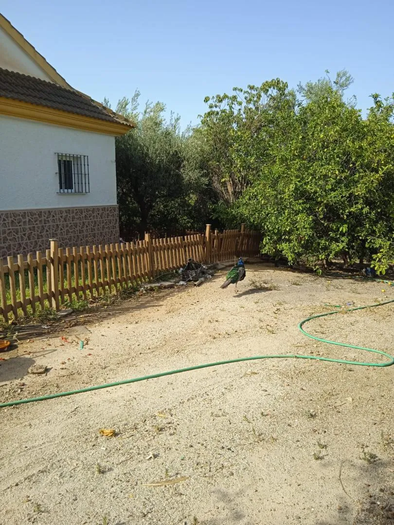 Finca rústica en  Calle Atlántida 242 - Foto 6