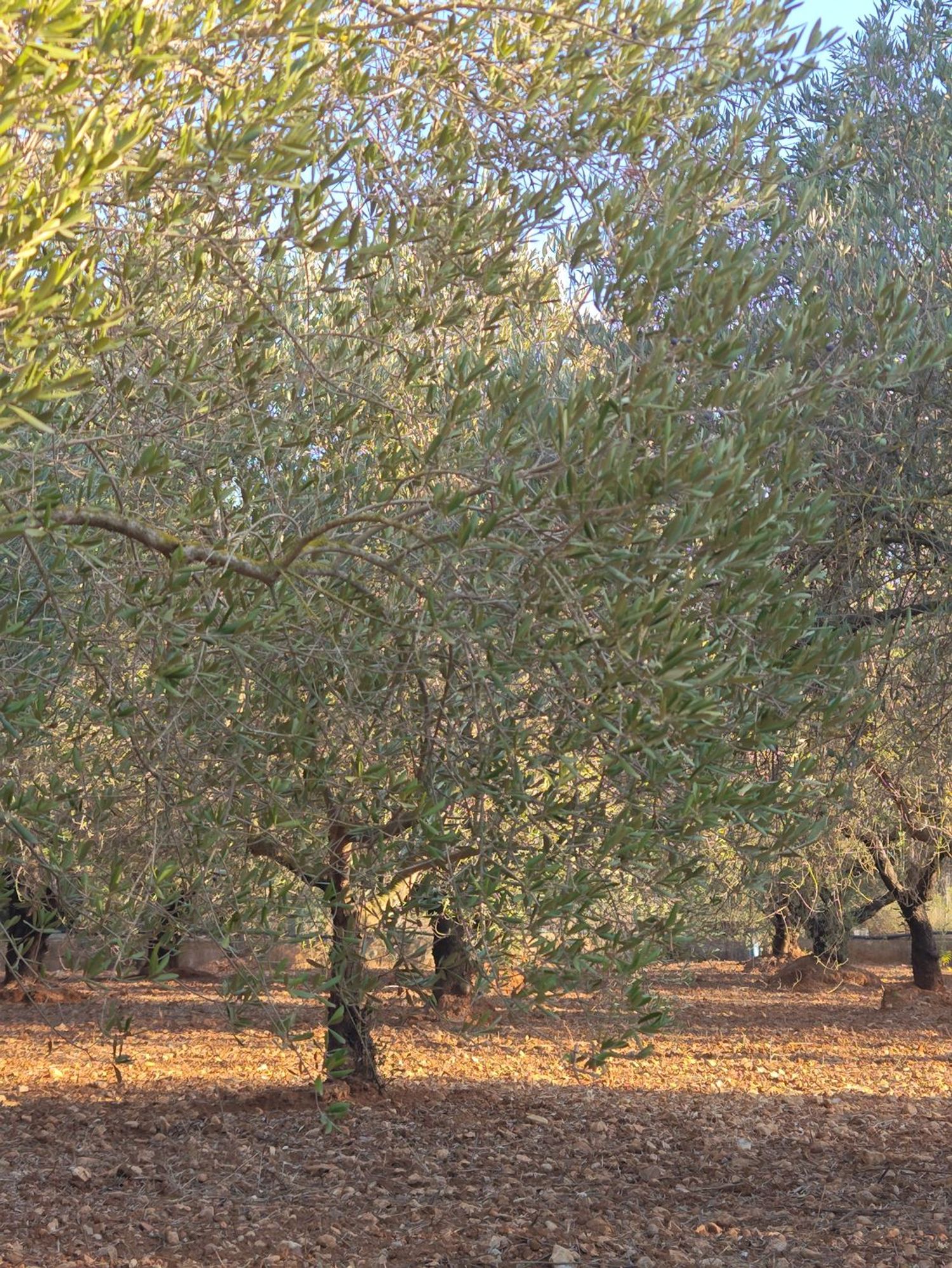 Finca rústica en Partida Fondos, 187 - Foto 6