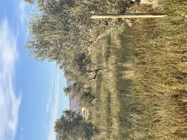 Finca rústica en  Carrer Esperidion Porta Requesens 101 - Foto 3