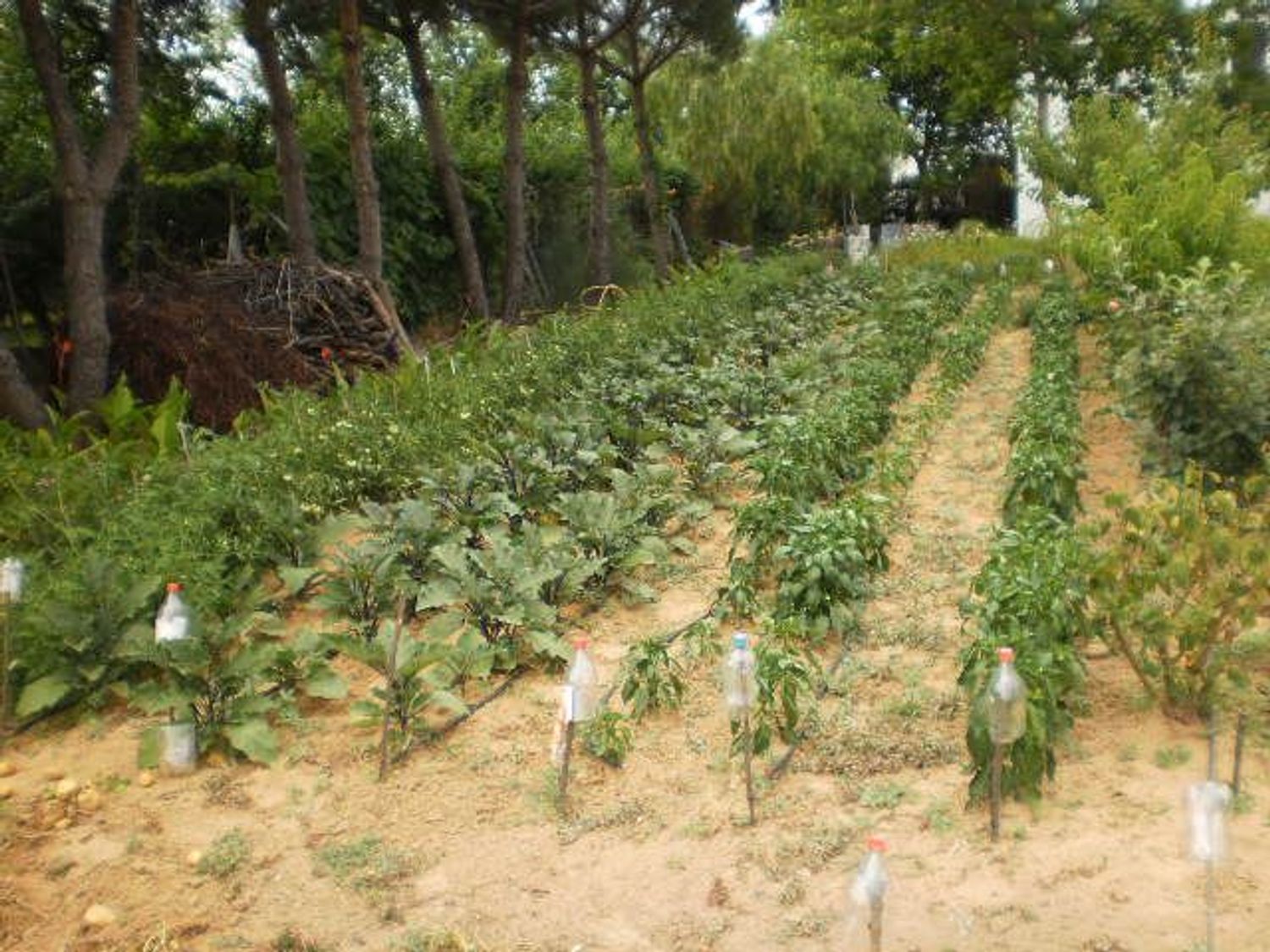 Cortijo en Ba-012 s/n - Foto 10