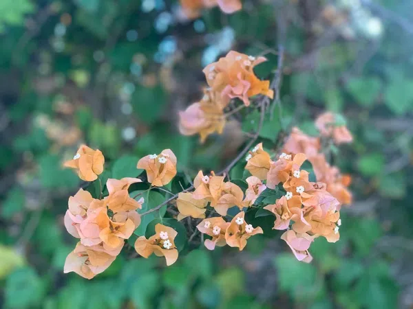 Piso en calle Olivos, 17 - Foto 20