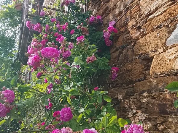 Palacio en Palacio en Monforte de Lemos - Foto 14