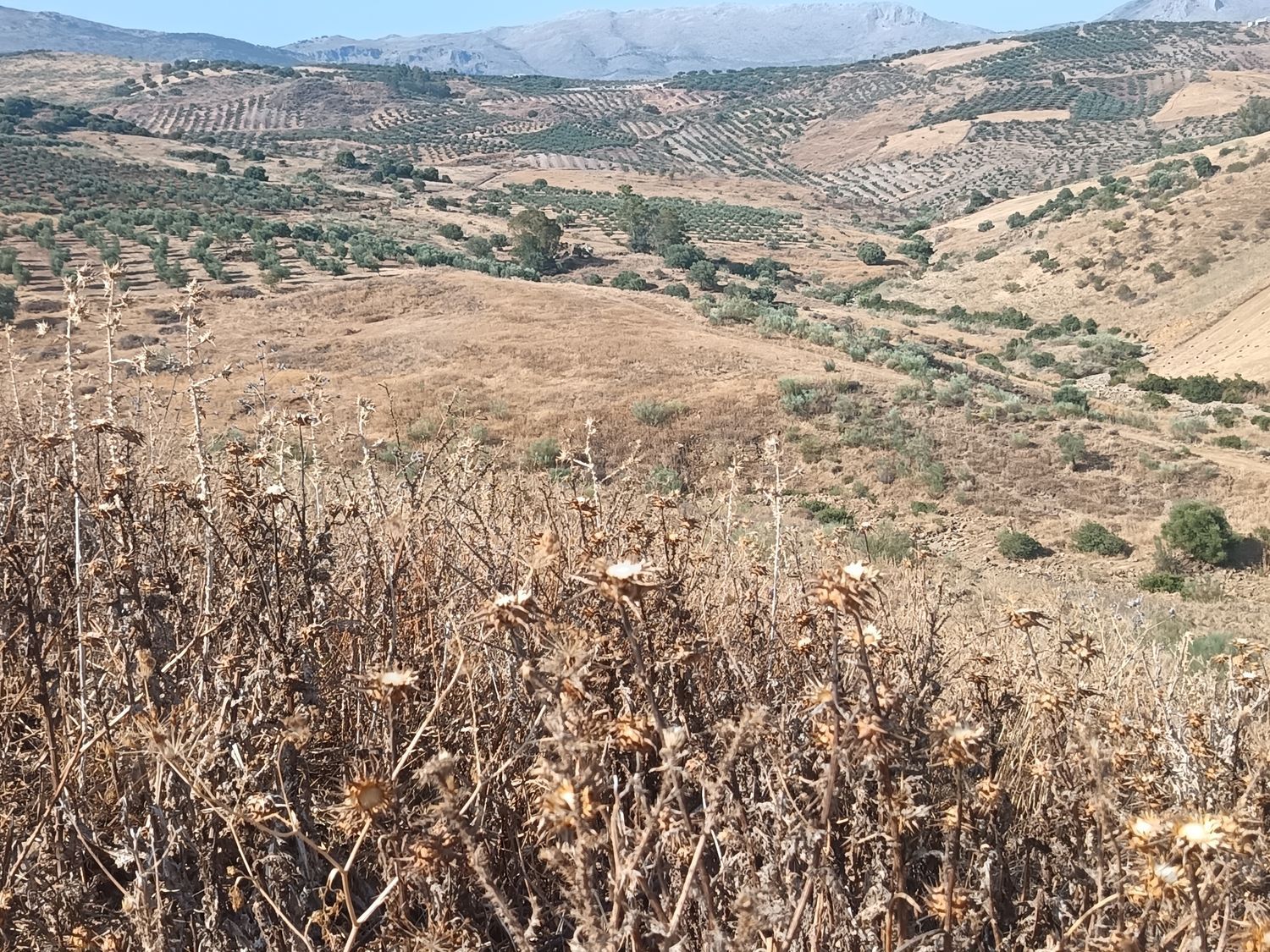 Cortijo en Cortijo en Las Rozas s/n - Foto 15
