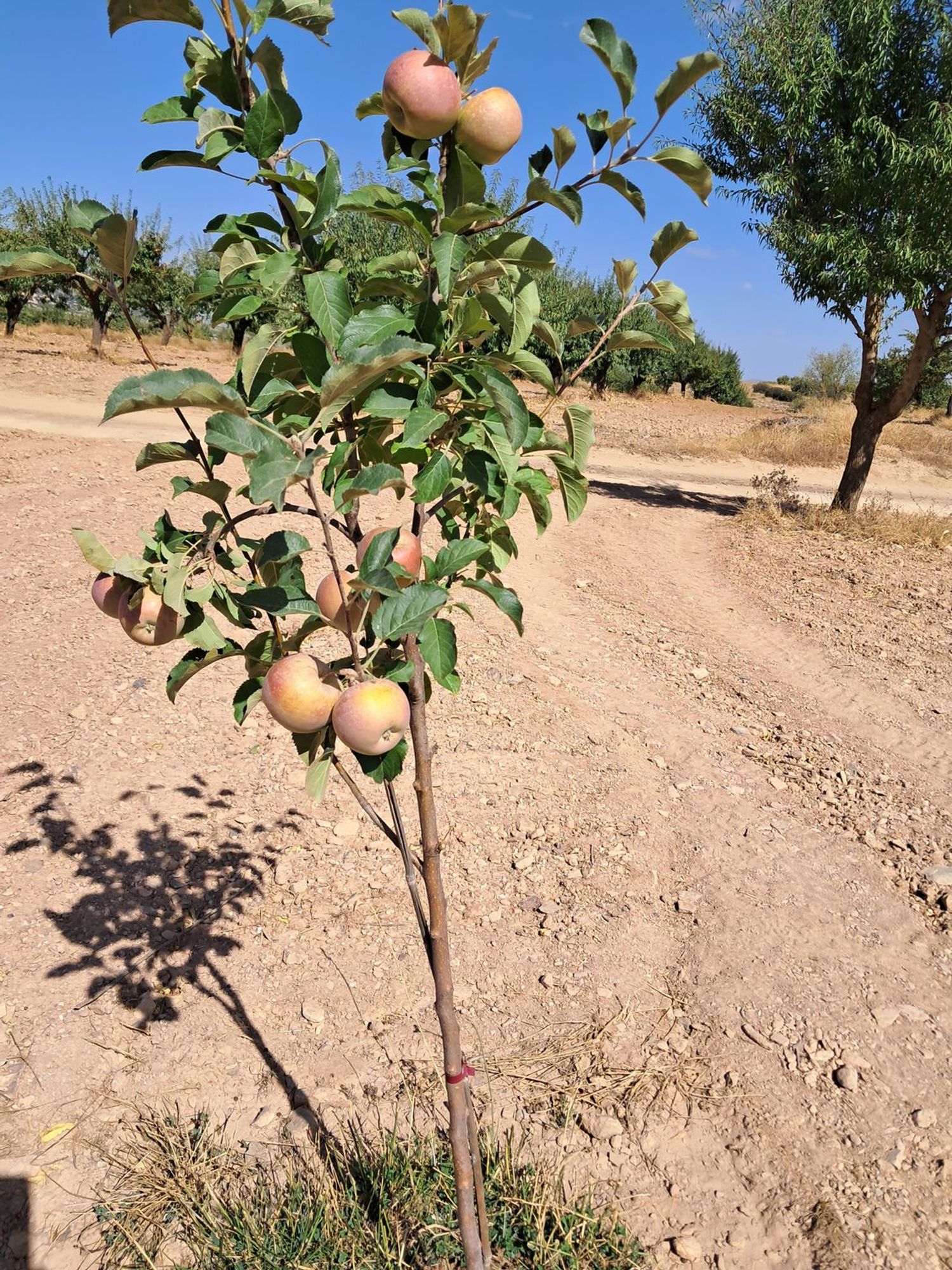 Finca rústica en Poligono, 12 - Foto 10