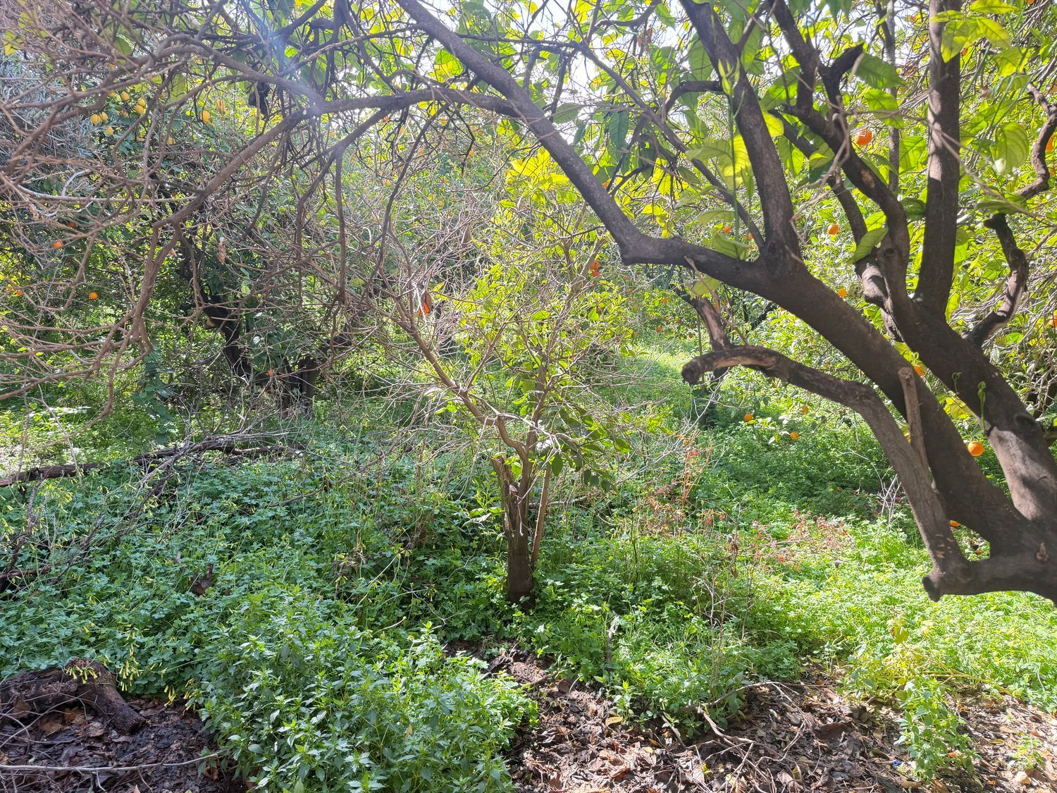 Chalet pareado en Carril de los Burros, 9 - Foto 3