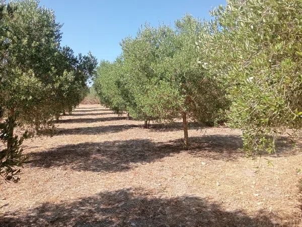 Finca rústica en Son santandreu, 541 - Foto 14