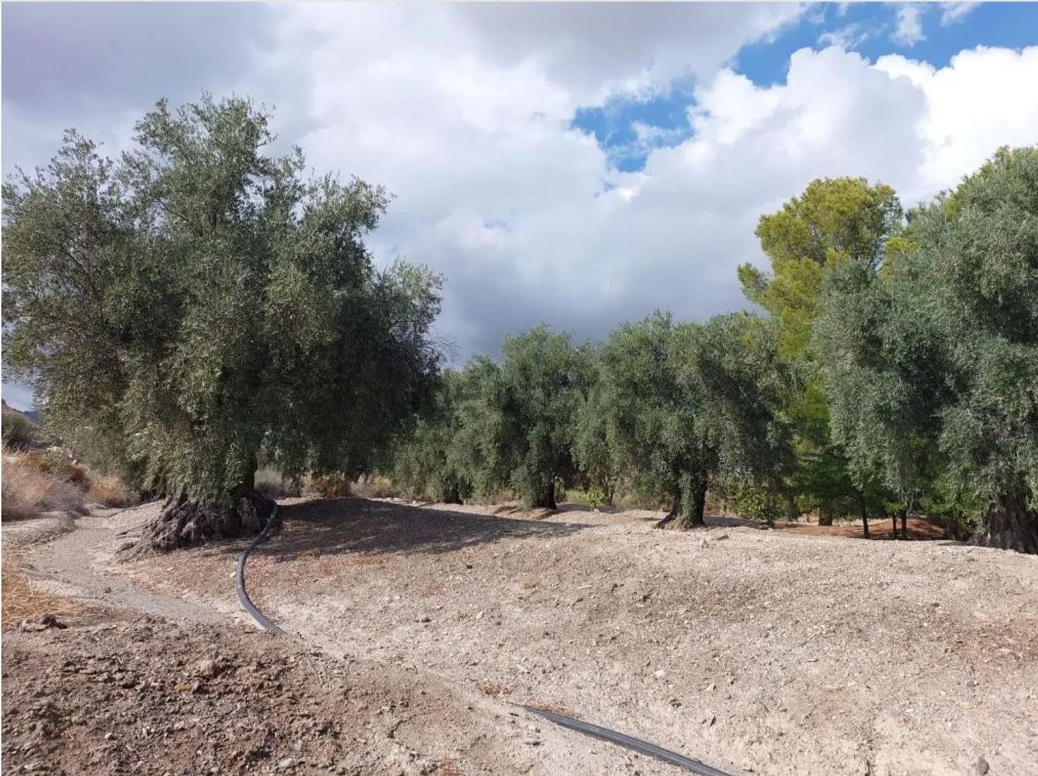 Cortijo en Cortijo en Rambla de Partaloa s/n - Foto 17