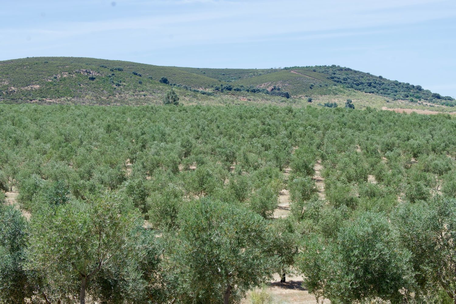 Finca rústica en Ex-387 s/n - Foto 40