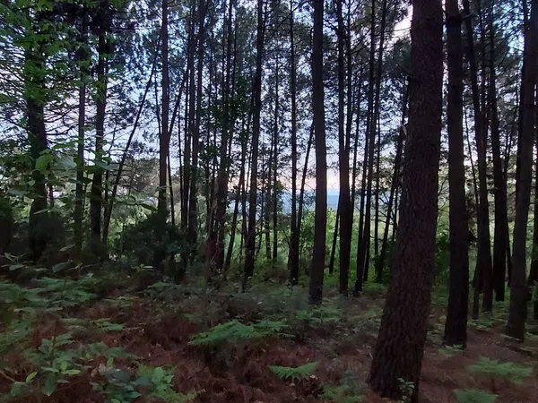 Casa o chalet independiente en Carretera Forestal de la Pregonera, 924 Av - Foto 7