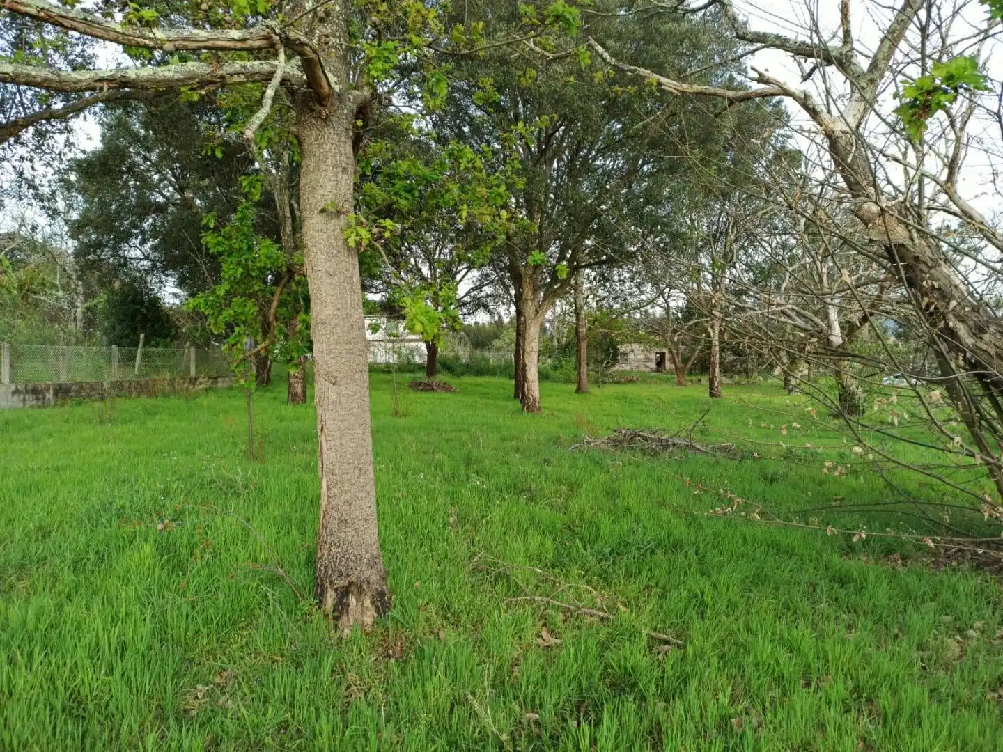 Planta baja en  Rúa Doutor Martínez Rodríguez 22 - Foto 32