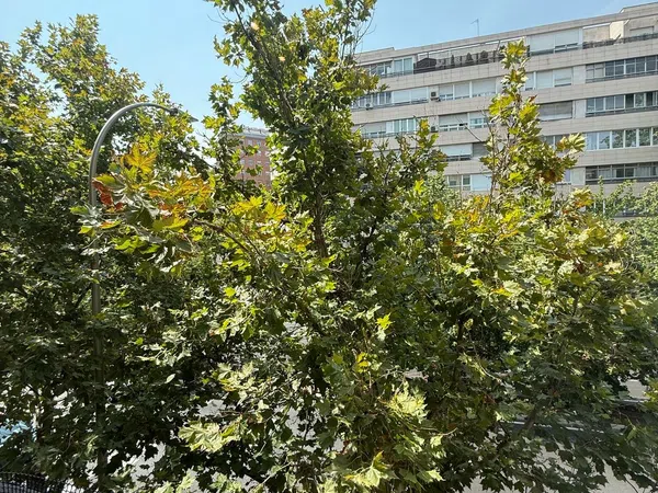 Piso en calle de Francisco Silvela, 56 - Foto 14