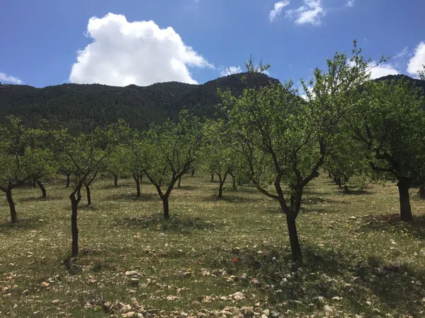 Cortijo en Cortijo en Al-7101, 1 - Foto 4