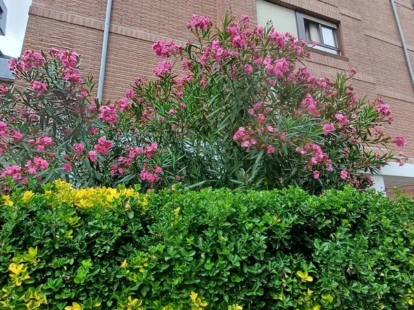 Piso en Santa Ana Etorbidea, 22, Lamiako-Txopoeta, Lamiako-Txopoeta - Foto 4