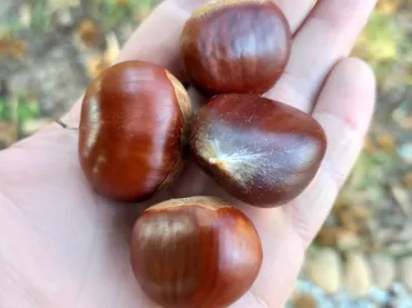 Planta baja en  Rúa Doutor Martínez Rodríguez 22 - Foto 6