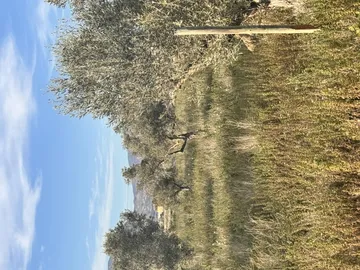 Finca rústica en  Carrer Esperidion Porta Requesens 101 - Foto 3