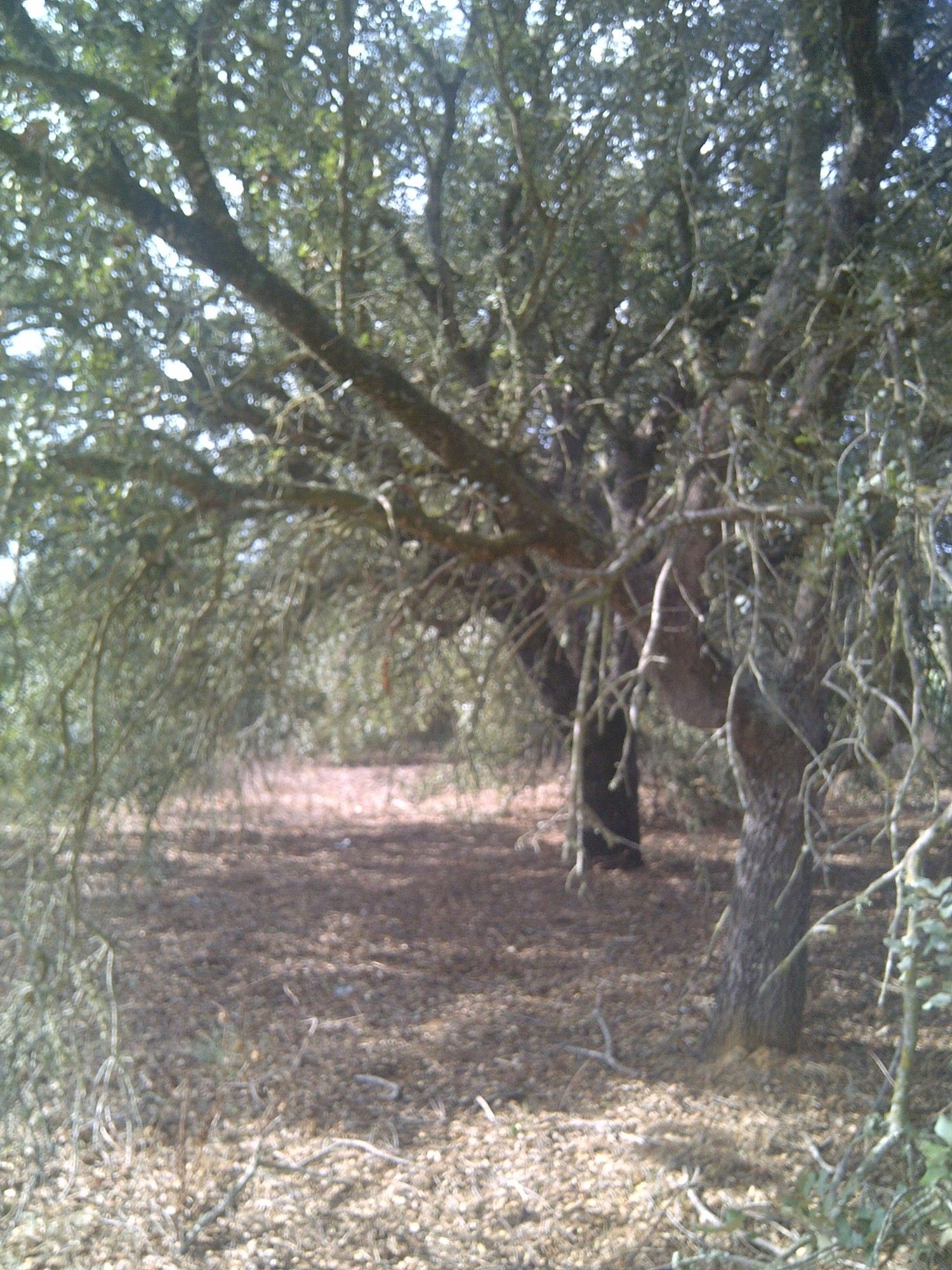 Casa independiente en camino de Melilla s/n - Foto 7