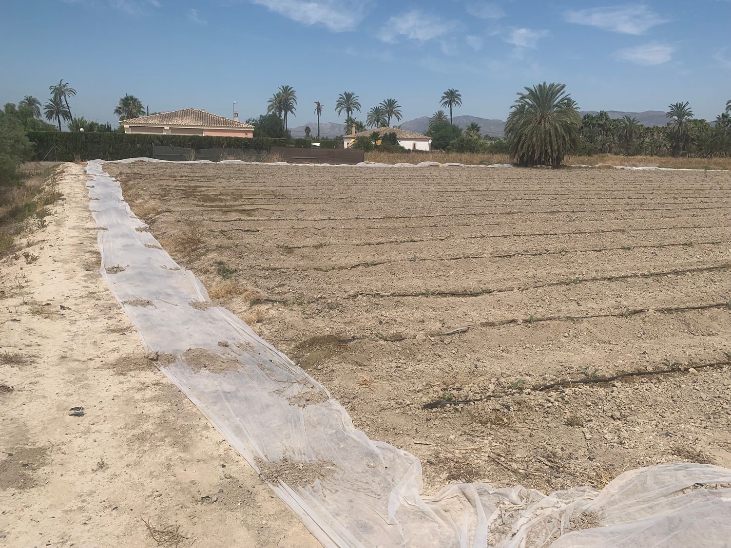 Finca rústica en Carretera de Elche a Casas del León, 30, Algoda-Matola-Llano de San José, Algoda-Matola-Llano de San José - Foto 2