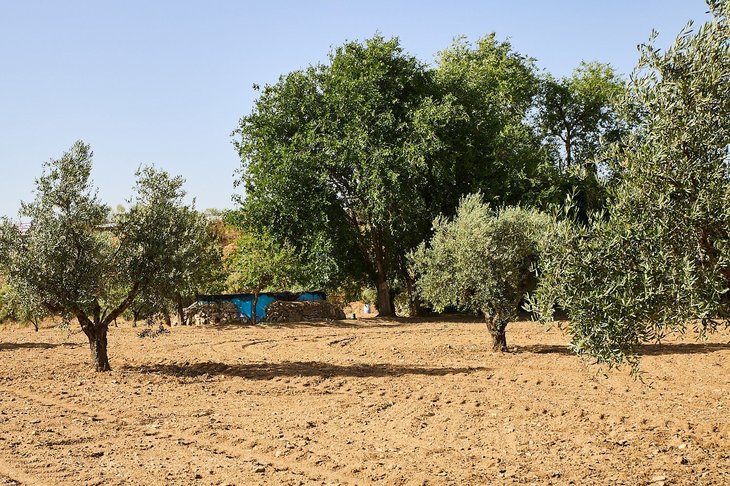 Finca rústica en Camino de la Mata s/n - Foto 25