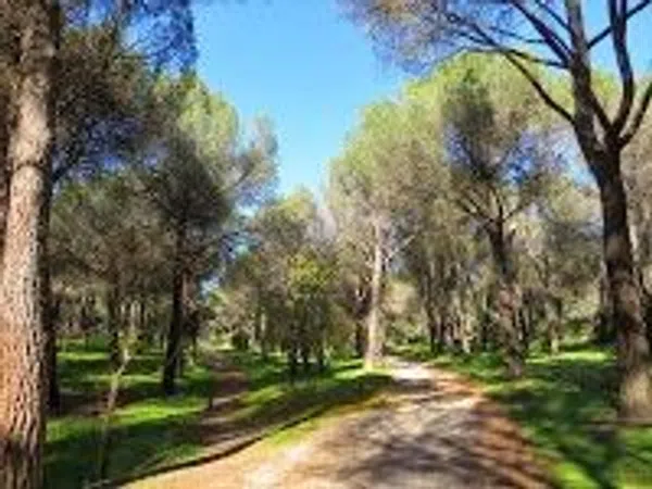 Piso en Calle Valle del Roncal, 9, Pinar de las Rozas - Foto 35