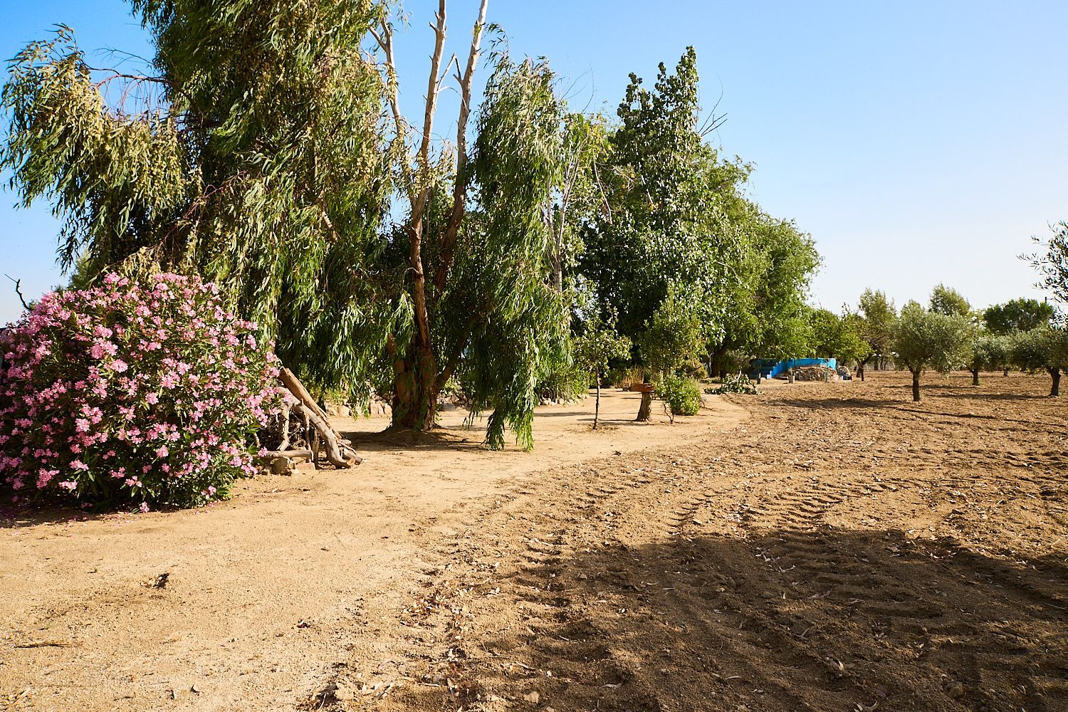 Finca rústica en Camino de la Mata s/n - Foto 6