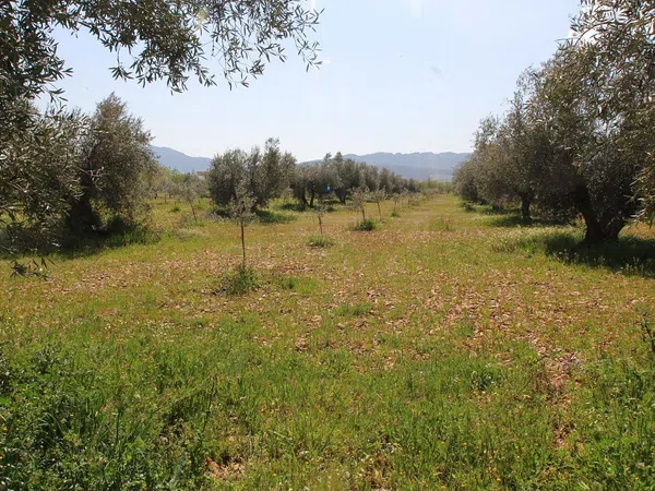 Finca rústica en Cr-7131, 1 km - Foto 15