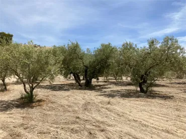 Finca rústica en  Carrer del Mestre Torroner 2 - Foto 18