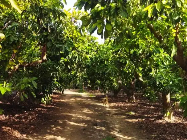 Finca rústica en calle Carretera de Benamargosa km 2 2 - Foto 37