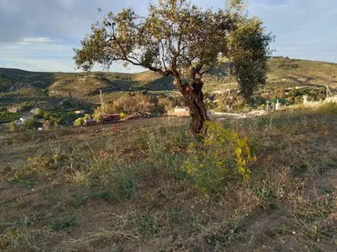 Finca rústica en - Foto 5