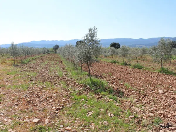 Finca rústica en Cr-7131, 1 km - Foto 19