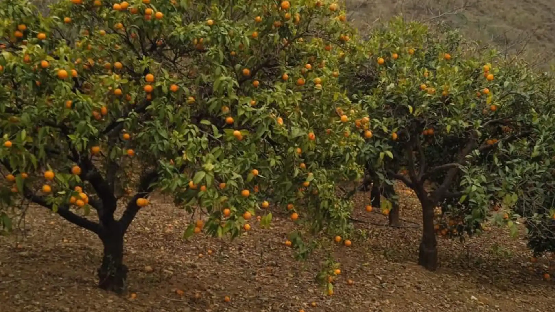 Finca rústica en  Calle Atlántida 242 - Foto 11