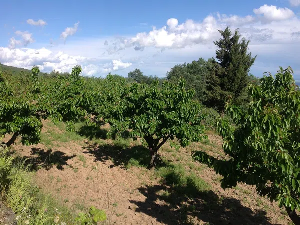 Finca rústica en Ex-203 s/n - Foto 12