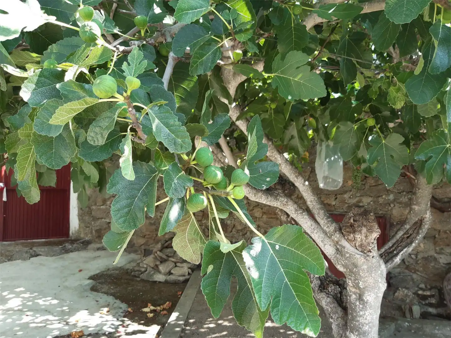 Planta baja en  Calle Manzano 14 - Foto 10